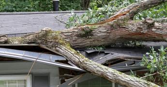 Jak wygląda ubezpieczenie domu od upadku drzewa?